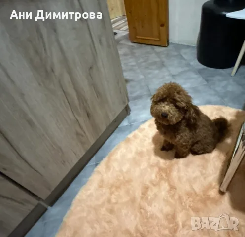 Пудел Тойче на 7 месеца