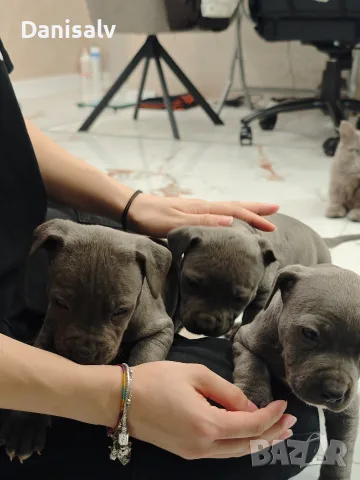 Питбул Блу нос/ Pitbull Blue nose, снимка 8 - Питбул - 56749748