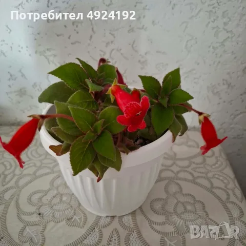 Колерия стайно Цвете, снимка 4 - Стайни растения - 56628416