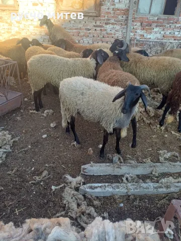 Агнета за разплод и клане, снимка 3 - Овце - 51674999