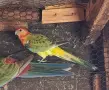 Хибрид от розела и поен, снимка 4