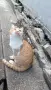 Подарявам коте СПЕШНО , снимка 12