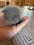 6 британски котенца късокосмести , снимка 8