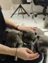 Питбул Блу нос/ Pitbull Blue nose, снимка 8