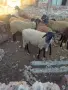 Агнета за разплод и клане, снимка 3