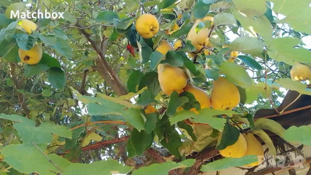 Дюли за ракия или сладко, снимка 2 - Домашни продукти - 56590371