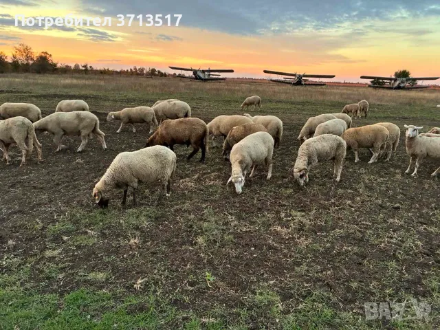 угоени мъжки Агнета ,Шилета,Кочове