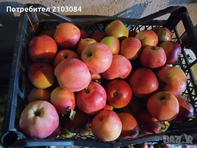 Ябълки и попски круши , снимка 2 - Домашни продукти - 56651030