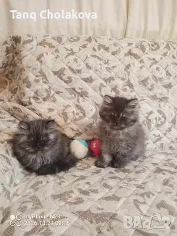 Персийски котенца , снимка 3 - Персийска - 56593851