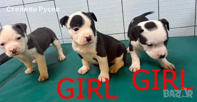 американско були ХЛ и стафордшир + стафордширски териер american bully xl готови за подарък  пишете 