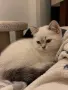 Шотландска правоуха, снимка 1