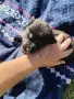 кученца едномесечни, снимка 8