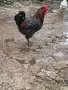 продавам петли за разплод, снимка 2