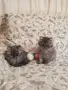 Персийски котенца , снимка 3