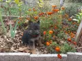 чистопородна немска овчарка, снимка 17