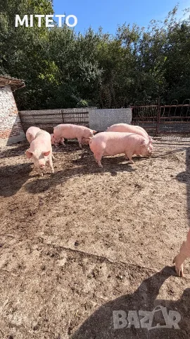 Угоени Свине Прасета, снимка 2 - Прасета - 56567205