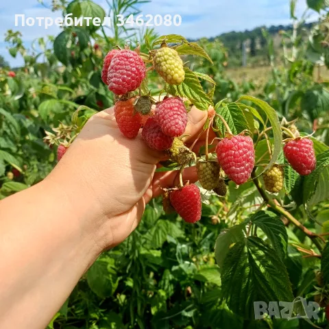  Разсад   малини , снимка 5 - Разсади - 56573257