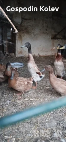 Каки кембъл и индийски бегач