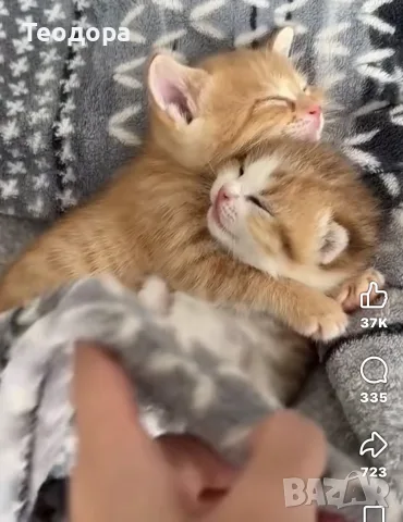 Котенце момченце, снимка 2 - Други - 56580331