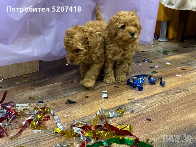 Той пуделчета, пудели , снимка 4 - Пудели - 56564064
