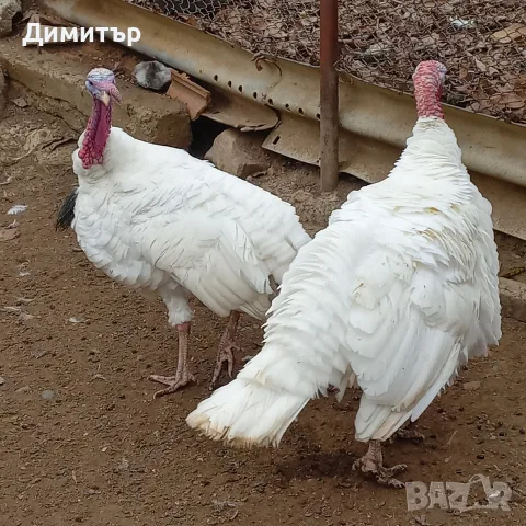 продавам шест пуйки