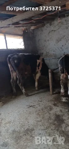 Продавам  мъжко теле, снимка 3 - Крави - 56575637