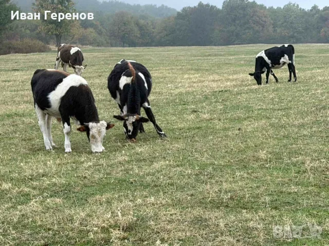 Продавам телета и телешко месо