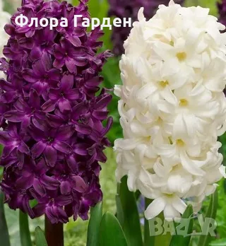 Луковици ЗЮМБЮЛИ - Комбинирани пакети, снимка 5 - Сортови семена и луковици - 56643582