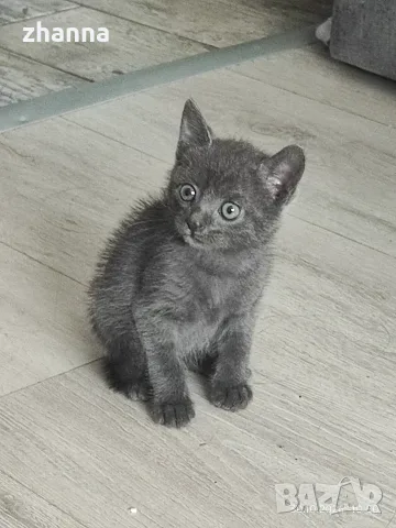 котенце котарак отдавам в Бургас 