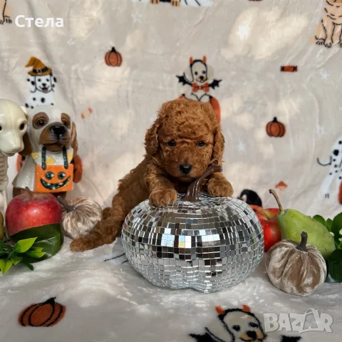 Toy poodle той пудел, снимка 7 - Пудели - 56555077