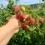  Разсад   малини , снимка 5