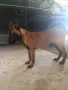 Продавам белгийска , снимка 2