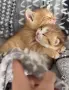 Котенце момченце, снимка 2