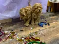 Той пуделчета, пудели , снимка 4