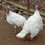 продавам шест пуйки, снимка 1