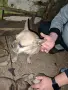 женски френски булдог , снимка 2