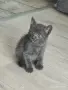 котенце котарак отдавам в Бургас , снимка 1