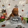 Toy poodle той пудел, снимка 7