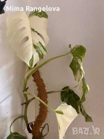 Monstera deliciosa ‘Albo Variegata’, снимка 2 - Стайни растения - 56717092