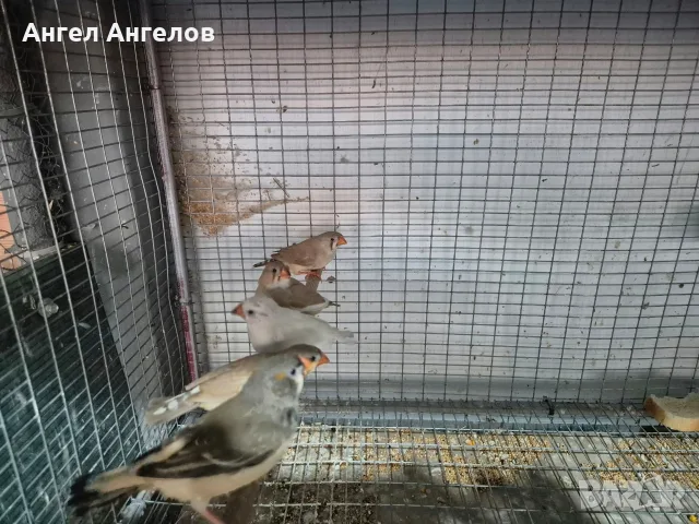 амадини зеброви амадини , снимка 5 - Амадини - 56600584