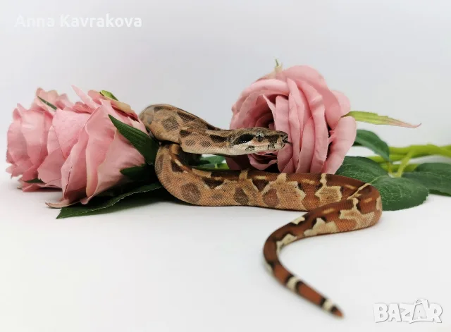 Boa constrictor imperator /Боа удушвач, снимка 3 - Змии - 56737814