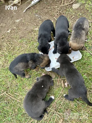 каракачански кученца
