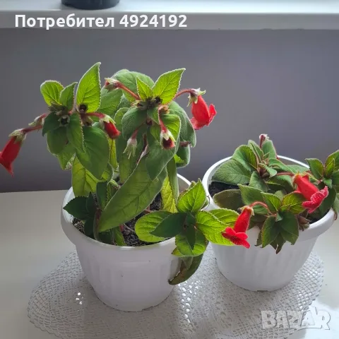 Колерия стайно Цвете, снимка 8 - Стайни растения - 56628416