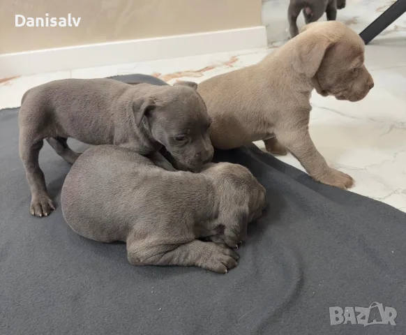 Питбул Блу нос/ Pitbull Blue nose, снимка 10 - Питбул - 56749748