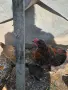  Продавам Кокошки, снимка 2