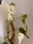 Monstera deliciosa ‘Albo Variegata’, снимка 2