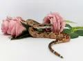 Boa constrictor imperator /Боа удушвач, снимка 3