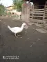 Млади Неми патици , снимка 2