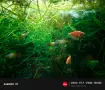 Аквариум с риби 60 и стойка, снимка 7