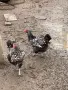 Продавам елитен Виандот, снимка 1